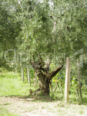 Olive trees