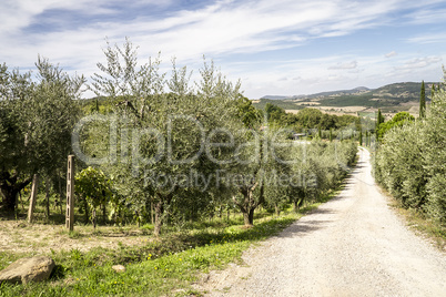 Olive trees