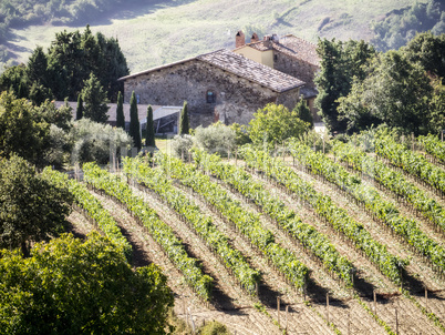 Tuscany wine