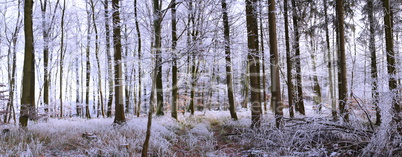 Winterwald Panorama