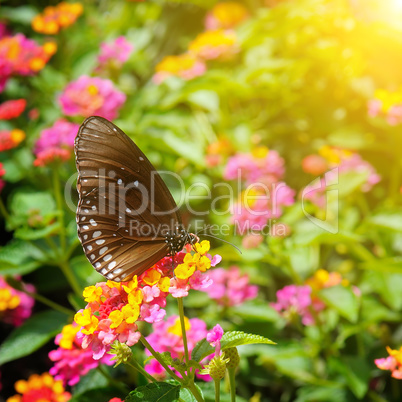 beautiful butterfly on a background of flowers