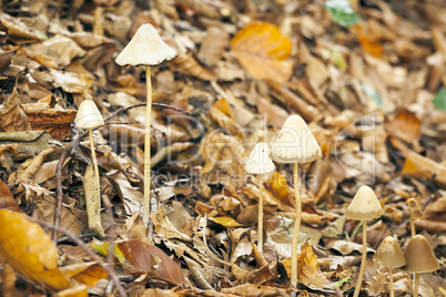 Mycena Mushroom