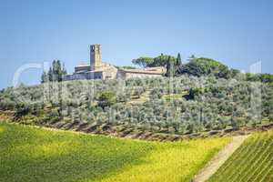 Olive trees