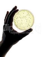 petri dish