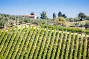 Wine Hill Italy