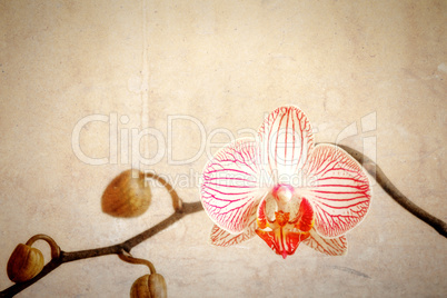 grunge orchid flower