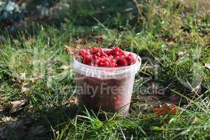 red ripe schisandra in the bucket