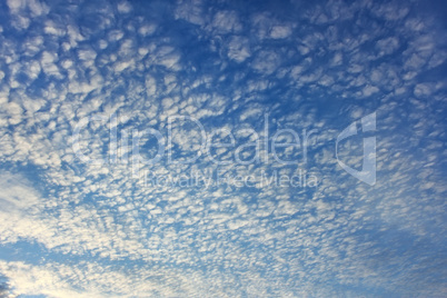 Altocumulus clouds on whole sky