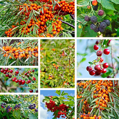 Berries ripe set