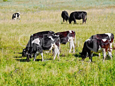 Cows black and white herd