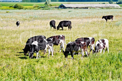 Cows black and white in meadow