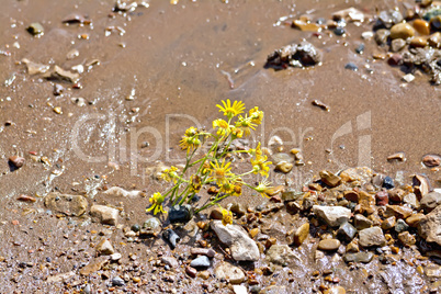 Flower yellow on the wet sand