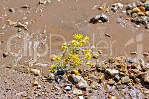 Flower yellow on the wet sand