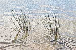 Reed in water