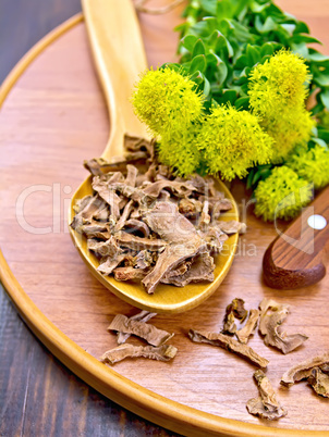 Root dry of Rhodiola rosea with knife on board