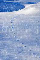 Snow relief patterned animal tracks in the snow. Winter backgrou
