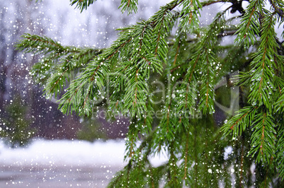 Branches of pine with drops and falling wet snow