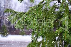Branches of pine with drops and falling wet snow