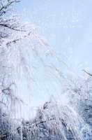 Bottom view on hanging willow branches on ice in snow.