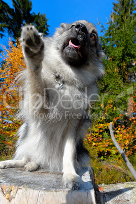 Hund sitz auf einem Baumstamm im Wald im Herbst