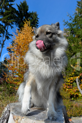 Hund sitz auf einem Baumstamm im Wald im Herbst