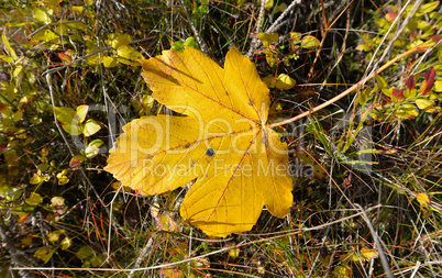 Herbst Blätter Ahornblatt