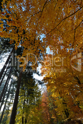 Herbst Wald Blätter