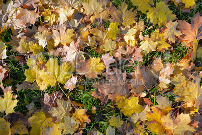 Herbst Blätter