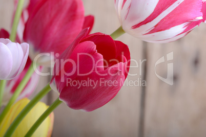 red tulips and yellow flower tulip