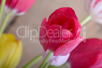 red tulips and yellow flower tulip