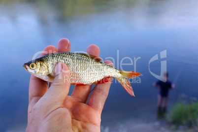 rudd caught in the fishing