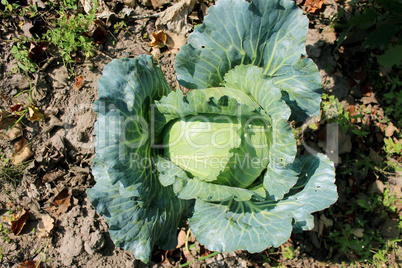 head of green cabbage