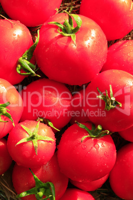 rich yield of red tomatoes
