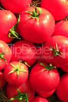rich yield of red tomatoes