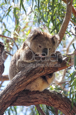 Koala (Phascolarctos cinereus)