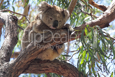 Koala (Phascolarctos cinereus)