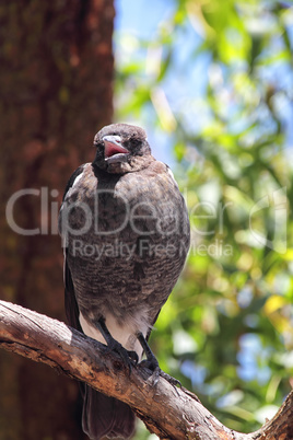 Flötenvogel (Gymnorhina tibicen)