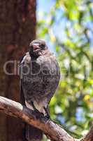 Flötenvogel (Gymnorhina tibicen)