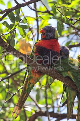 Allfarbloris (Trichoglossus haematodus)