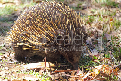 Kurzschnabeligel (Tachyglossus aculeatus)