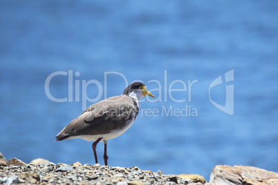 Maskenkiebitz (Vanellus miles)