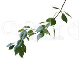 green birch branch isolated on a white background