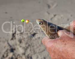 plaice on fishing rod