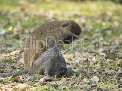 monkey with her baby