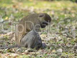 monkey with her baby