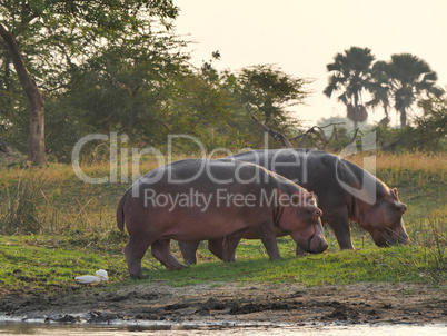 hippos