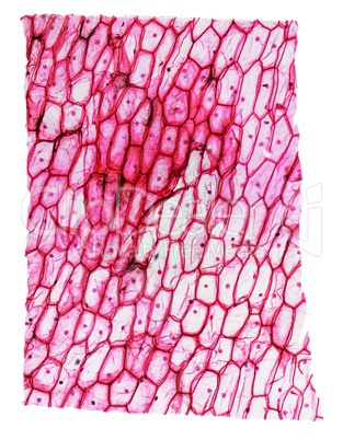 Onion epidermus micrograph