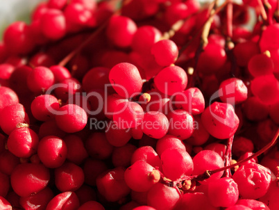 red ripe schisandra