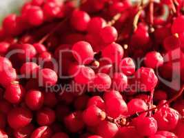 red ripe schisandra