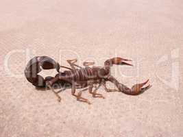 Scorpion. Fauna of Arab Emirates.